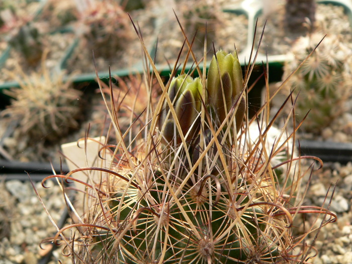 ancistrocactus_brevihamatus - genul Ancistrocactus