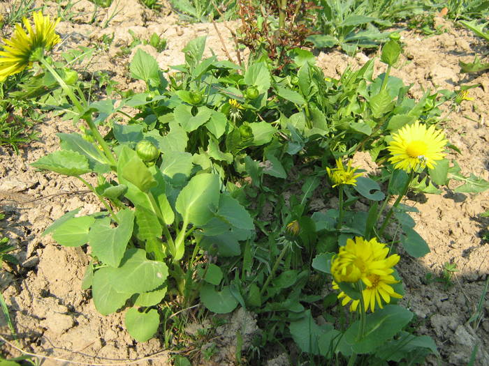 Doronicum; sau Iarba Ciutei
