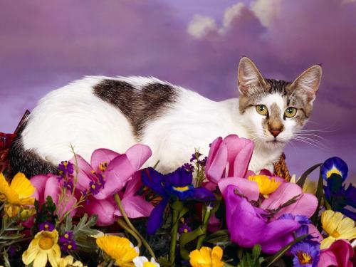 Pisica Indragostita Cats Wallpapers Poze Pisici Pisicute Dragastoase - club pisici