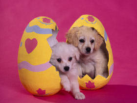 PUP10RK004803 - poze catei