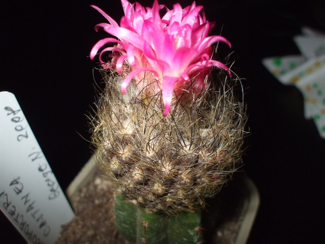 Neoporteria castanea