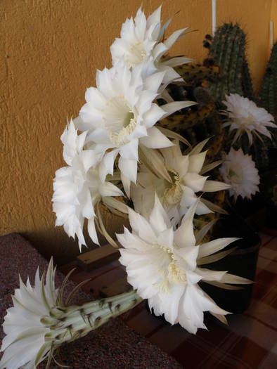 Picture 030 - cactusi