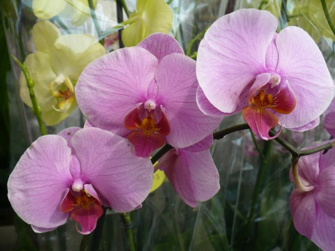 orhidee phalaenopsis