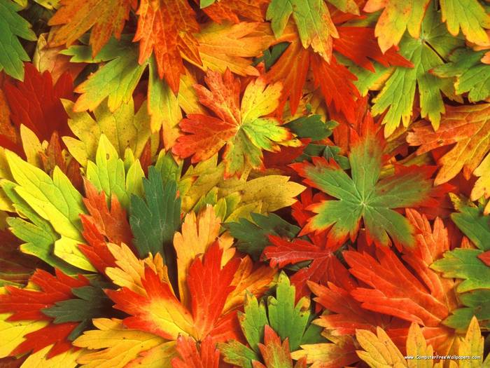 Kaleidoscope of Fall - Very Beautiful Nature Scenes