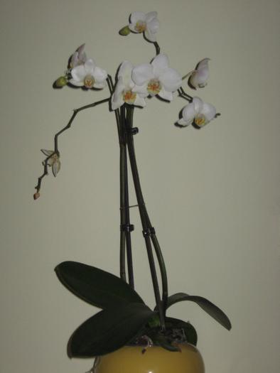 phalaenopsis - orhidee