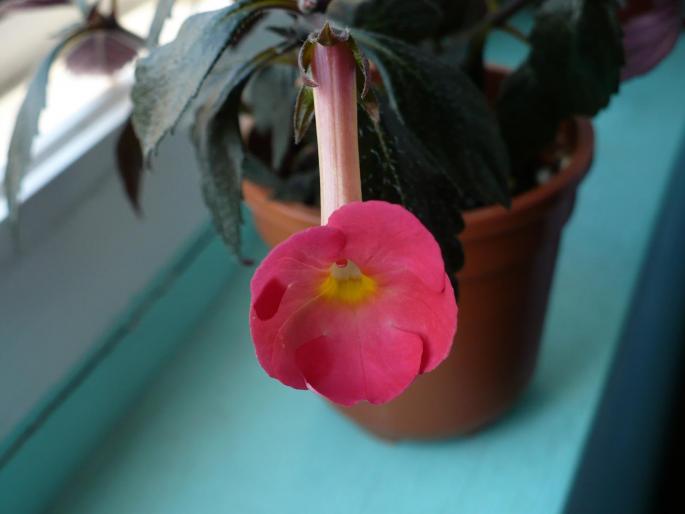 Achimens Peach - Achimenes