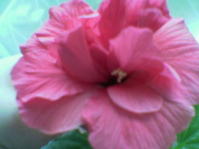 hibiscus