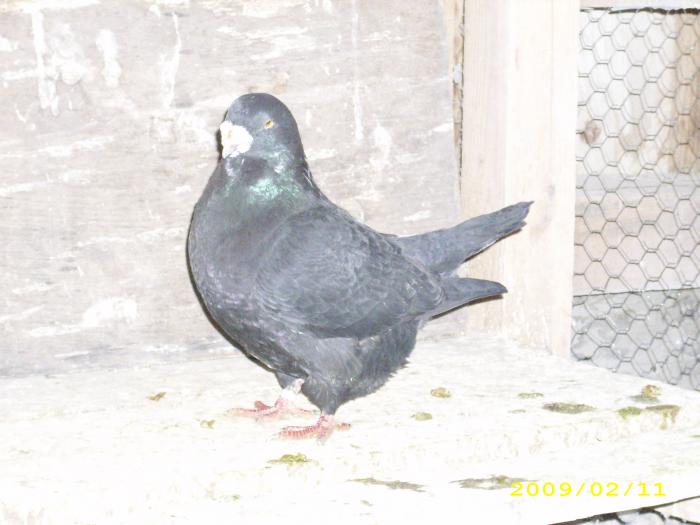 mascul 2003 - nastase