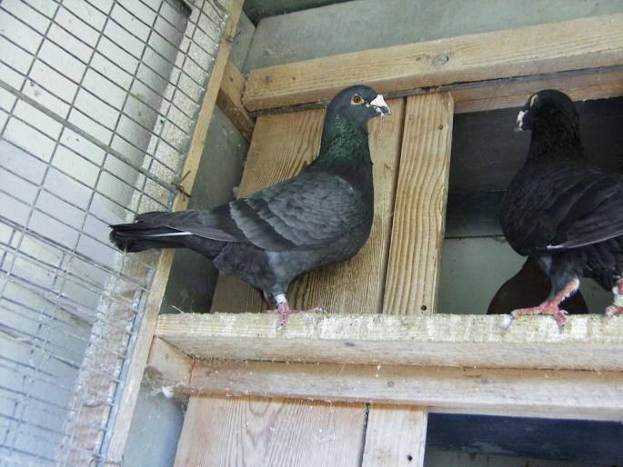 43600154 - 1713 George Serbanescu