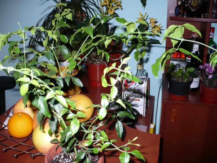 Jasminum (Iasomie de camera) - Alte plante