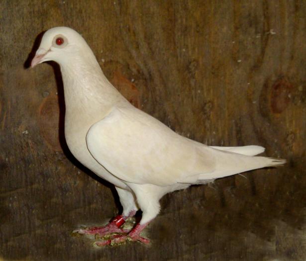 lemon - Culorile Porumbeilor NET