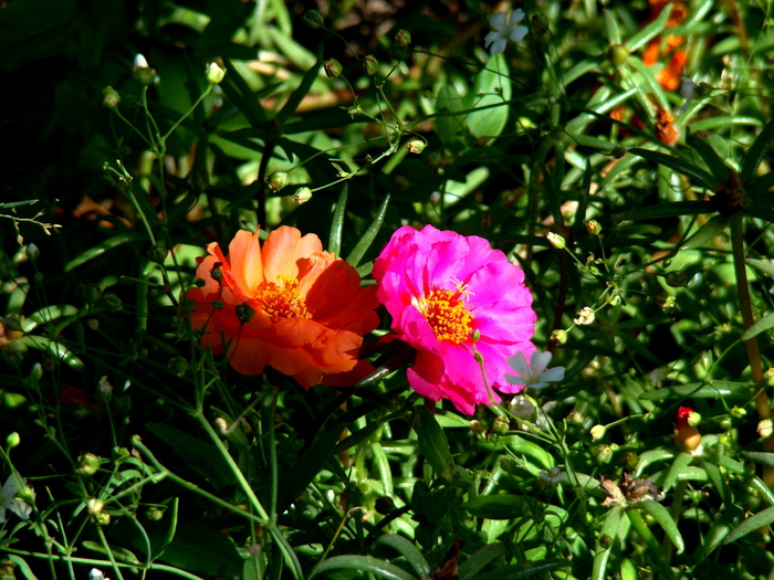 flori de piatra 1 (portulaca grandiflora)_01 - 4_iulie