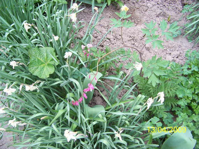 100_0512 - Primavara in curte  Timisoara