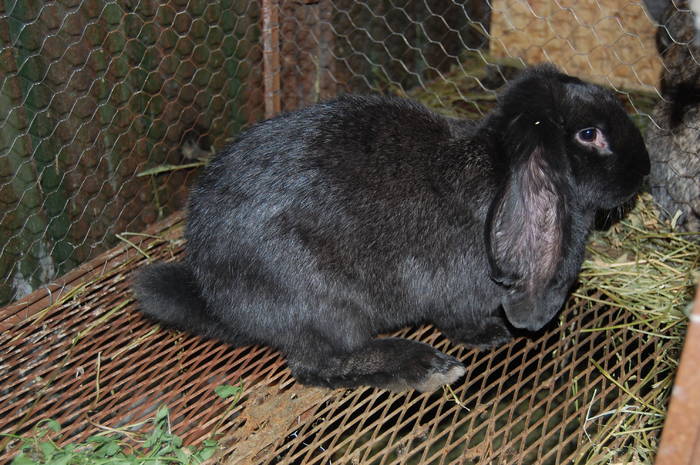 DSC_0082 - POZE  CU IEPURASI