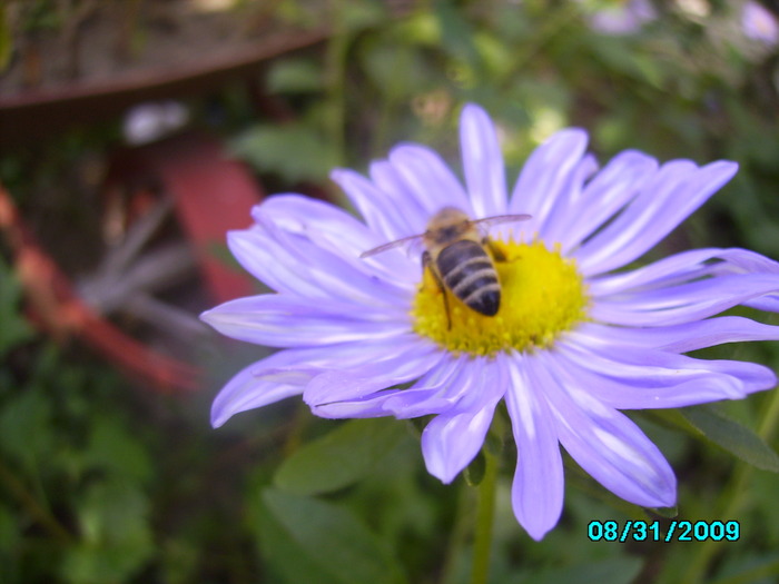 IMG_8574 - insecte si flori