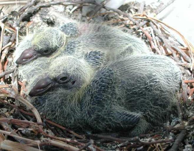 Feral_Rock_Dove_nest_with_chick - expo ungaria voiajori