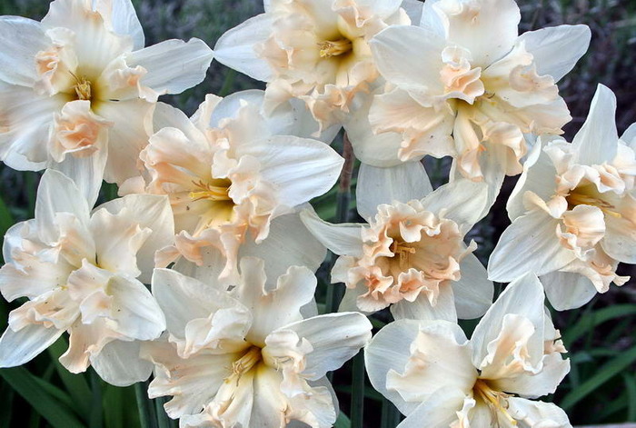 Palmares - zz Narcise