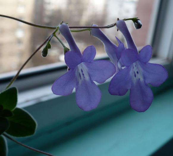 detaliu flori Streptocarpella