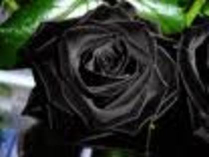 trandafir emo - pozele carinutzei