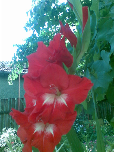 gladiola