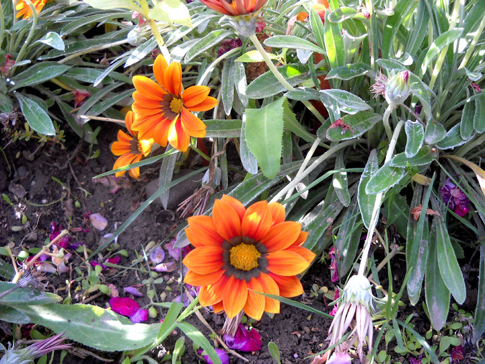 Picture 342 - flori dragute