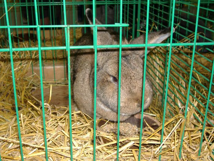 Nitra 06.12.2008 092