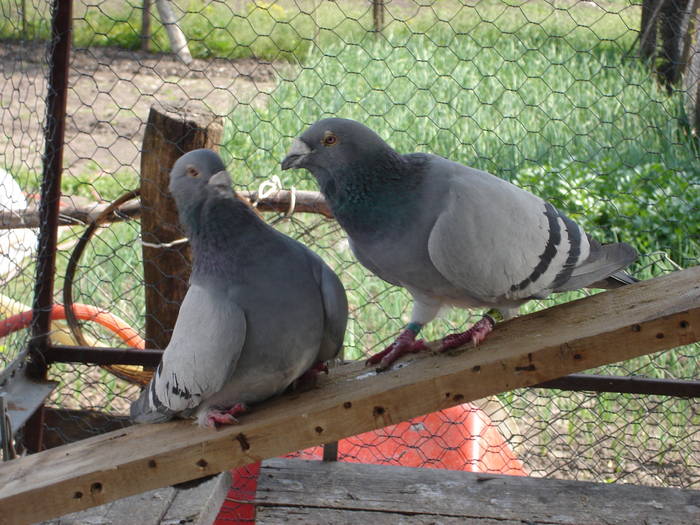 165 - E Porumbei Voiajor Standard Vechi