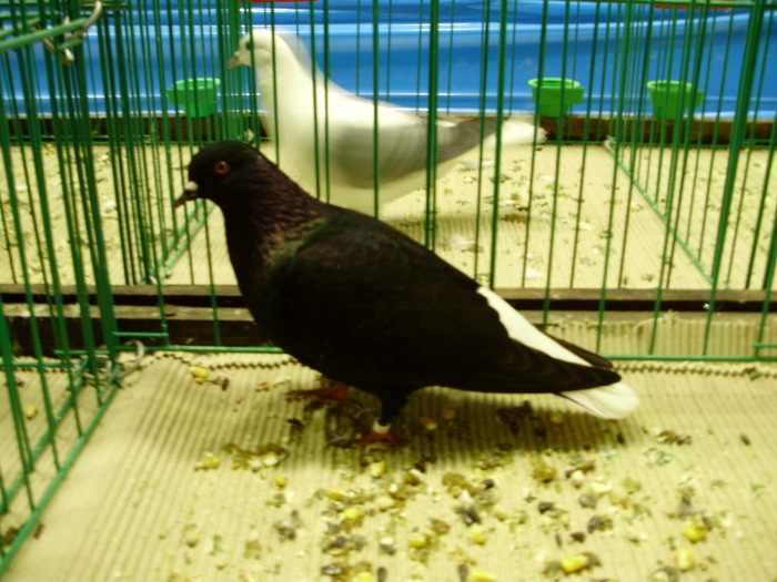 9498 codalb austriac 0 - 1507 partea 4