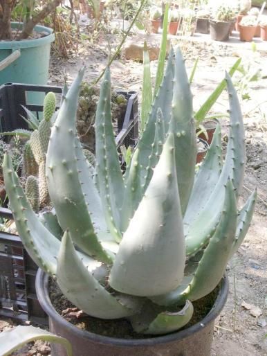 Aloe ferox - Suculente