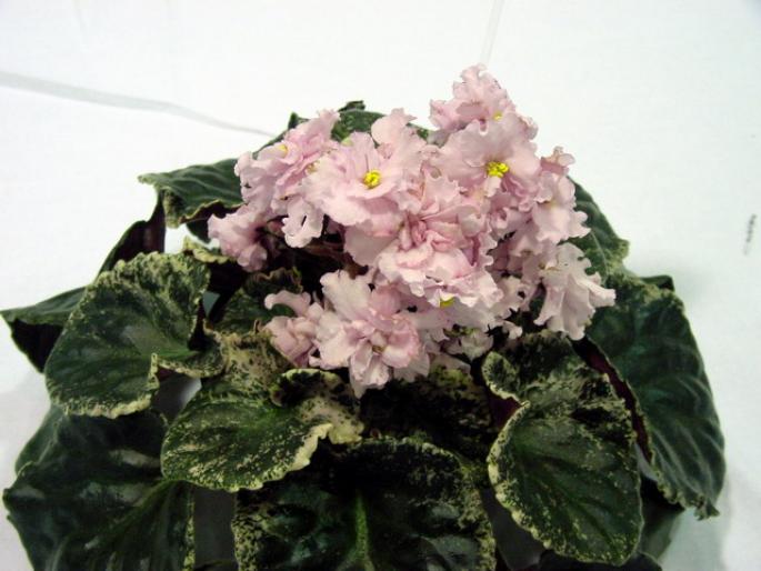 gay_lady_2005avsa - violete de pe net