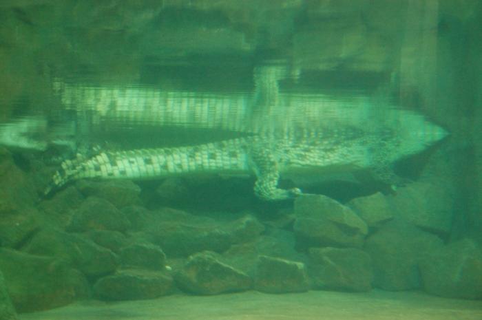 DSC_0115 - zoo amneville