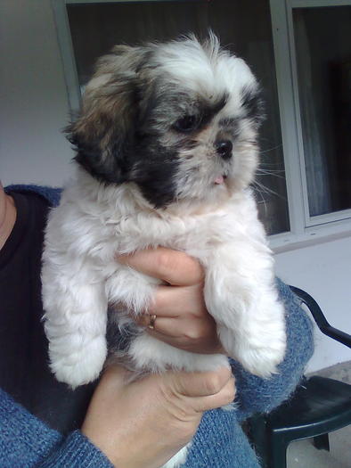 Imagine0875 - shih-tzu catei de vanzare