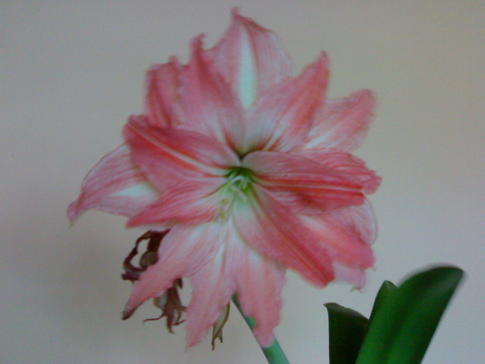 Lady Jane , ultima floare deschisa - Hippeastrum vara 2009