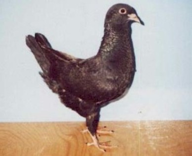 03-black - porumbei maltezi