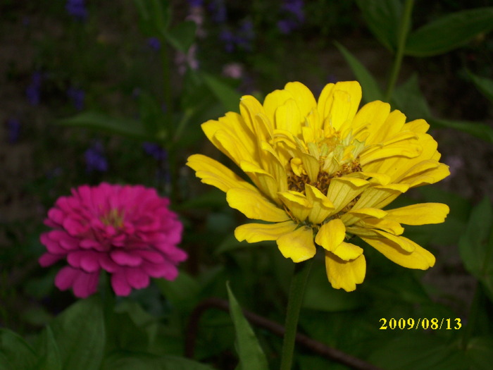 DSCI1051 - carciumarese-zinnia