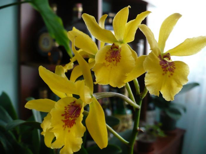EPLC Don Herman Gold Rush; Epilaeliocattleya Don Herman is a hybrid of Lc. Gold Digger and Epi. stamfordianum registered in 199
