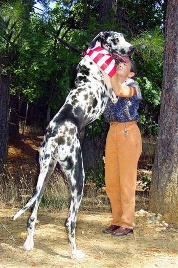 NOW THESE ARE BIG DOGS!!!!!! [from www.metacafe.com] #10 - Caini giganti