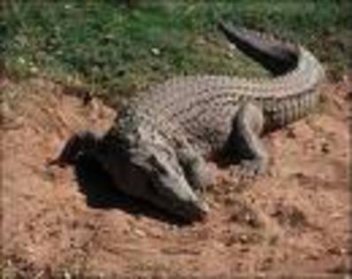 imagesq - Poze crocodili