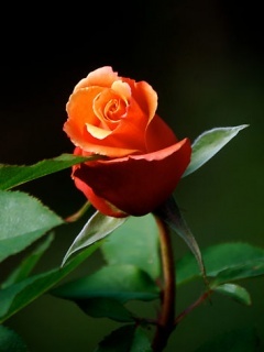 Rose (4)