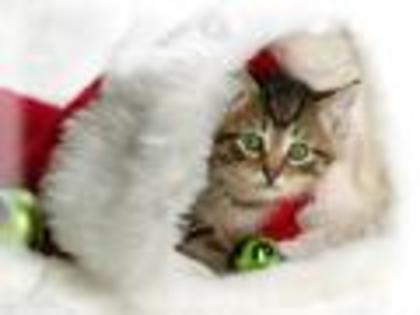 Copy of Animale de Craciun Wallpapers Christmas Desktop Wallpaper - miley si hannah