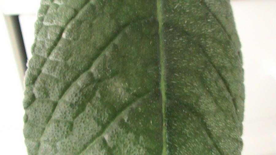 Streptocarpus frunza 9 aug 2008 (2) - streptocarpus cu prob