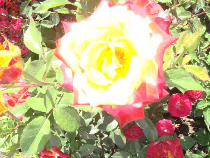 DSC01488 - trandafiri Romaniei