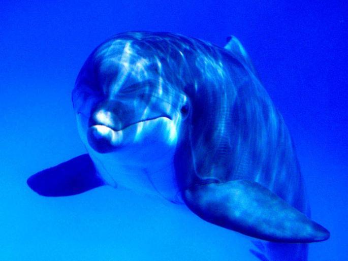 RPASWMJFGBBOKOBTMQD[1] - poze delfini si cativa pestisori