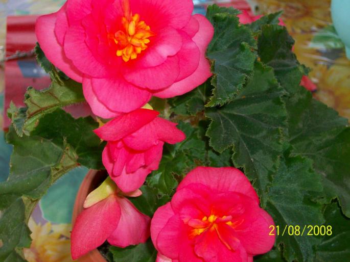 100_0066; begonia
