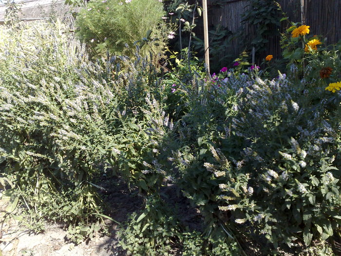 menta - FLORI IN GRADINA