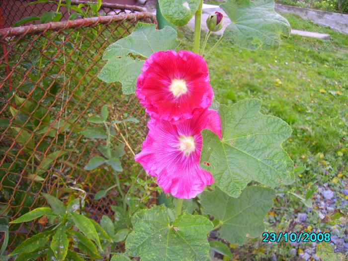 IMG_4885 - Flori de toamna