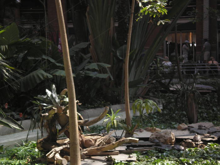 P6300311 - atrium Atocha-Madrid