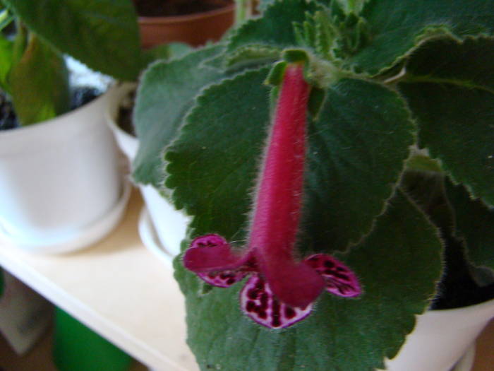 Kohleria Jester 3 - Kohleria Jester 2009