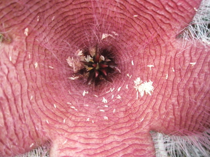 floare de Stapelia flavirostris dupa venirea mustelor - Asclepidiacee 2009