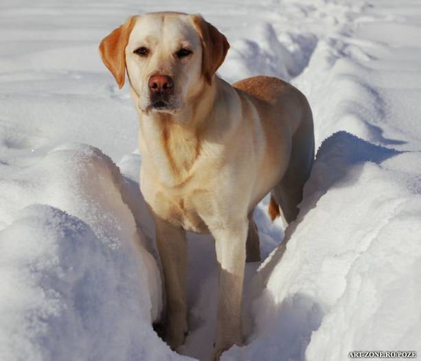 Labrador - poze catei